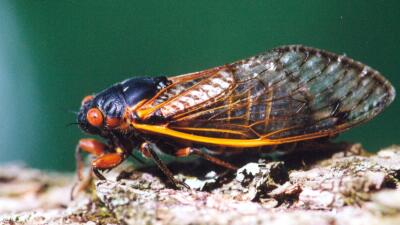 Diez Curiosidades Poco Conocidas Sobre Las Cigarras Que Van A Inundar Eeuu Noticias Univision Planeta Univision