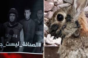 israel conejo videos semana