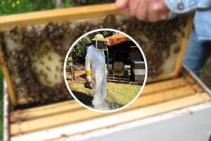 La difusión en redes generó apoyo de apicultores y permitió localizar las colmenas en Pinellas County.