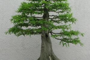 7-Tipos-de-Bonsai-1.jpg