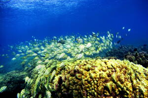 Coral Reefs In Danger