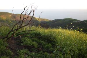 Vegetation Begins To Regrow Within Santa Monica Mtns In Woolsey Fire Area Helped In Part With Rainfall Amount
