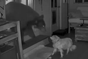 Perro enfrenta a un oso negro que irrumpió en la cocina de una casa en Monrovia