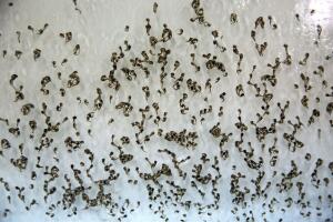 salud virus zika factoria china