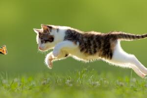 Gatito saltando detrás de mariposa