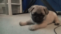 Perritu