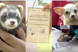 acta_de_nacimiento_mascotas