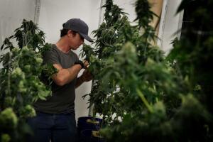 Marihuana en California