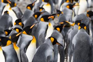 Close Up of a Group of King Penguins