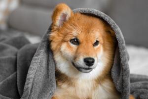 Perro cubierto con una manta