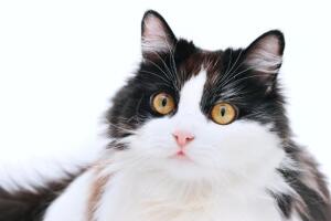 Gato