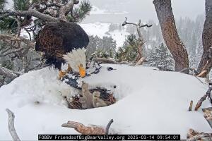 Muere un aguilucho del nido de Jackie y Shadow tras fuerte tormenta de nieve en Big Bear