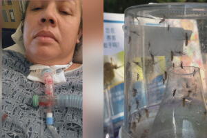100 casos y 5 muertes por virus del Nilo Occidental en Los Ángeles: mujer pasó dos semanas en coma tras picadura