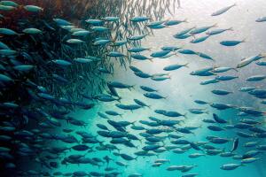 Sardine Ball in Moalboal, Cebu, Philippines