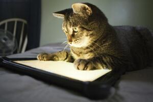 gato-tecnologia.jpg