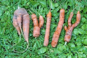 The abstract word "MYLLY" is made from ugly carrots