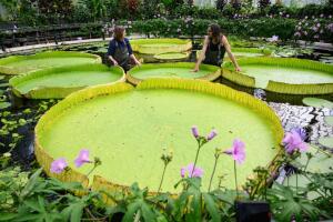 Kew Names Giant Waterlily Species New To Science