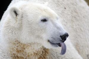 Polar bear Knut sticks out his tongue as