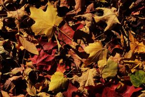 Los últimos rastros del otoño en NYC