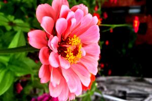 UNA DOCENA DE FLORES PARA MAMA /IMG_3963.JPG