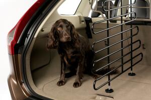 mascotas en el carro
