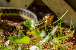 Garter Snake