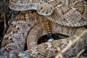 Una serpiente cascabel de este tipo mordió a la niña el sábado. Las autoridades aseguran que este tipo de incidentes es muy extraño en invierno y que generalmente las víboras no atacan a los humanos.