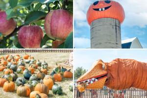 calabazas-chicago-illinois