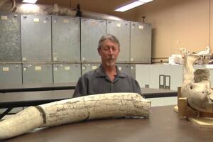 Restos fósiles encontrados por un niño de 10 años