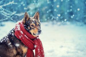 Portrait of a dog with knitted scarf