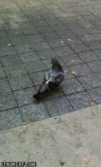pidgeon.gif