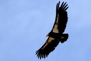 Endangered Condors Threatened With Lead Poisoning