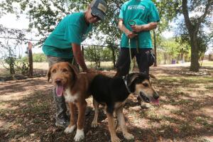 gusano barrenador Texas mascotas perros gatos adopciones refugios de animales Nuevo Mundo