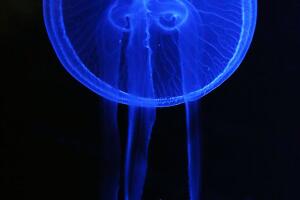 KUWAIT-ANIMAL-AQUARIUM-JELLYFISH