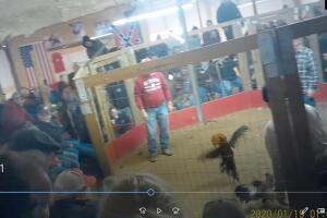 pelea de gallos.jpg