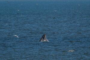 Ballenas jorobadas en un banquete fotos show pesca atención en Pacífica 