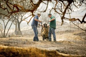 California Wildfires