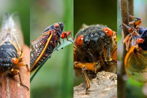 Cigarra  Brood X