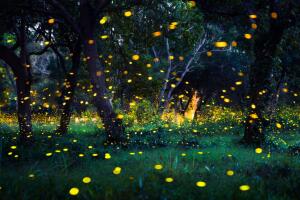 Las luciérnagas en Tailandia