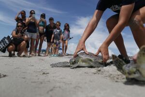 Regresan a su hábitat cinco tortugas de mar rescatadas en playas del sur de Florida