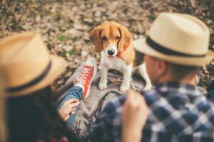 perrito-pareja.jpg
