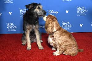 lady_and_the_tramp.jpg