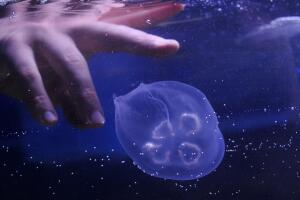 Una selfie con una medusa