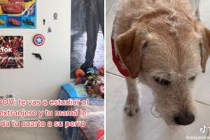 Mamá de estudiante de intercambio le cede su habitación a la mascota