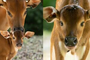 Zoológico de Miami: Nace un ejemplar de banteng, especie en peligro de extinción 
