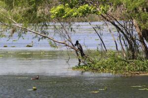 Brazos Bend, un parque que reúne las especies más salvajes de Texas