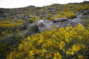 Desert Super Bloom