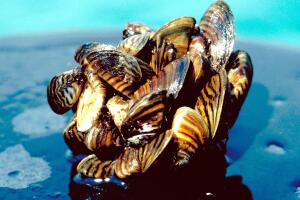 Zebra Mussel