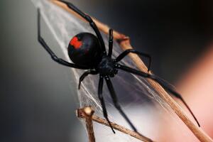 Viuda negra (araña)