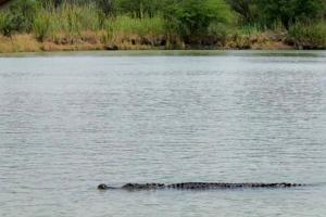 lagarto-avistamiento